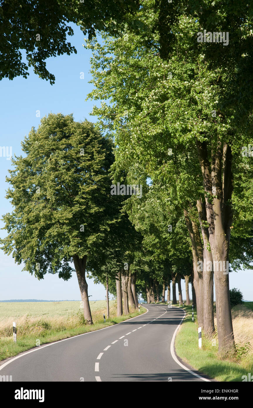 Country Road, alley, paysage Weserbergland, Basse-Saxe, Allemagne Banque D'Images