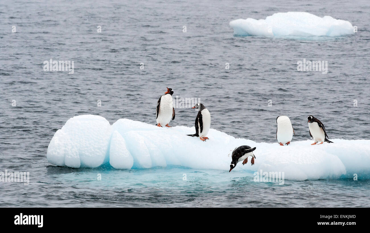 Manchots papous (Pygoscelis papua) sur la glace Cuverville Island Péninsule Antarctique Antarctique Banque D'Images