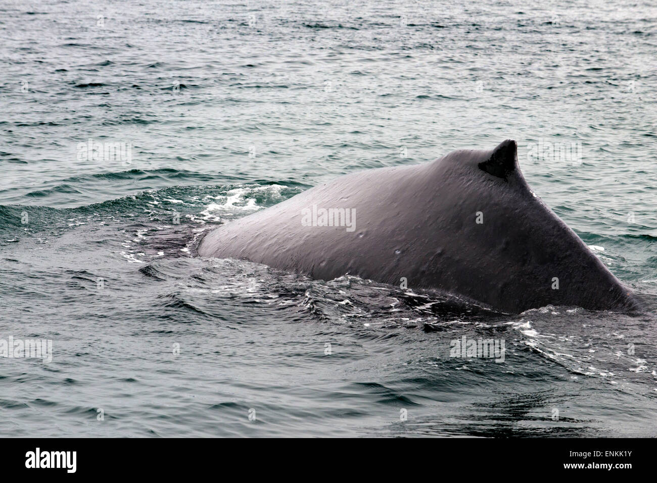 Les baleines à bosse et de soufflage en plongée Icy Strait. Glacier Bay National Park et préserver. De l'Île Chichagof. Juneau. Le sud-est de l'Al Banque D'Images