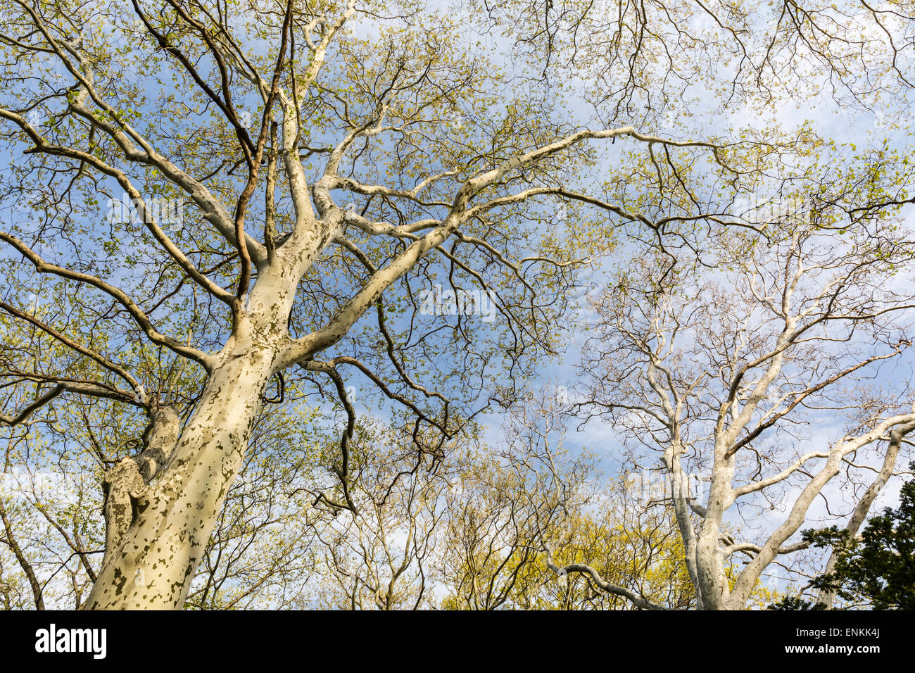 Londres Platanes vers le ciel dans le Jardin botanique de Brooklyn, New York. Banque D'Images