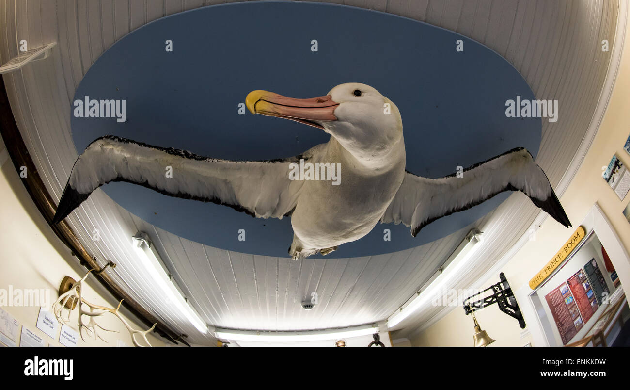L'intérieur de l'exposition albatros Musée Grytviken Géorgie du Sud Géorgie du Sud Banque D'Images