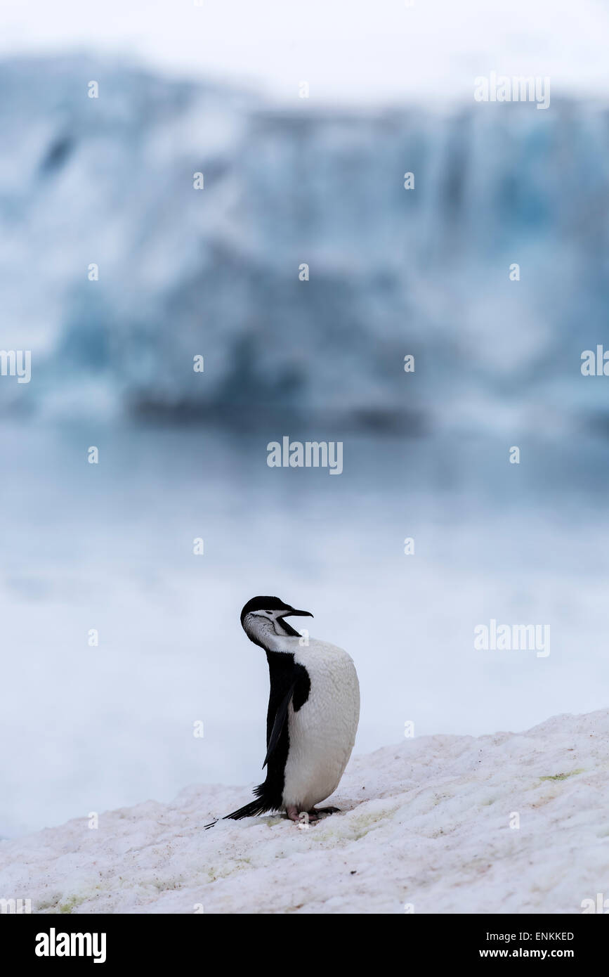 Manchot à Jugulaire (Pygoscelis antarctica) demi-lune de toilettage island Péninsule Antarctique Antarctique Banque D'Images