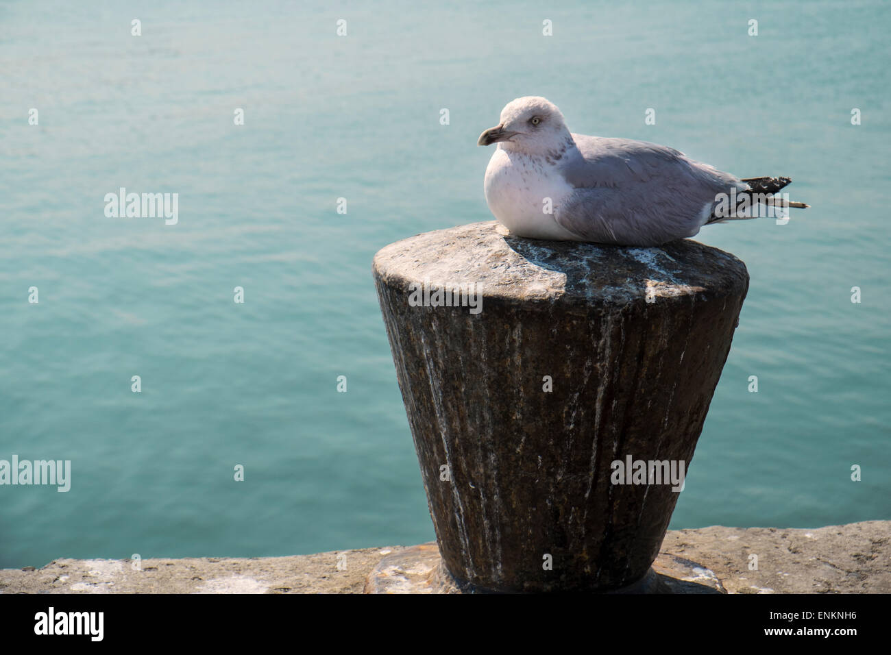 Seagull assis sur un poteau dans un port Banque D'Images