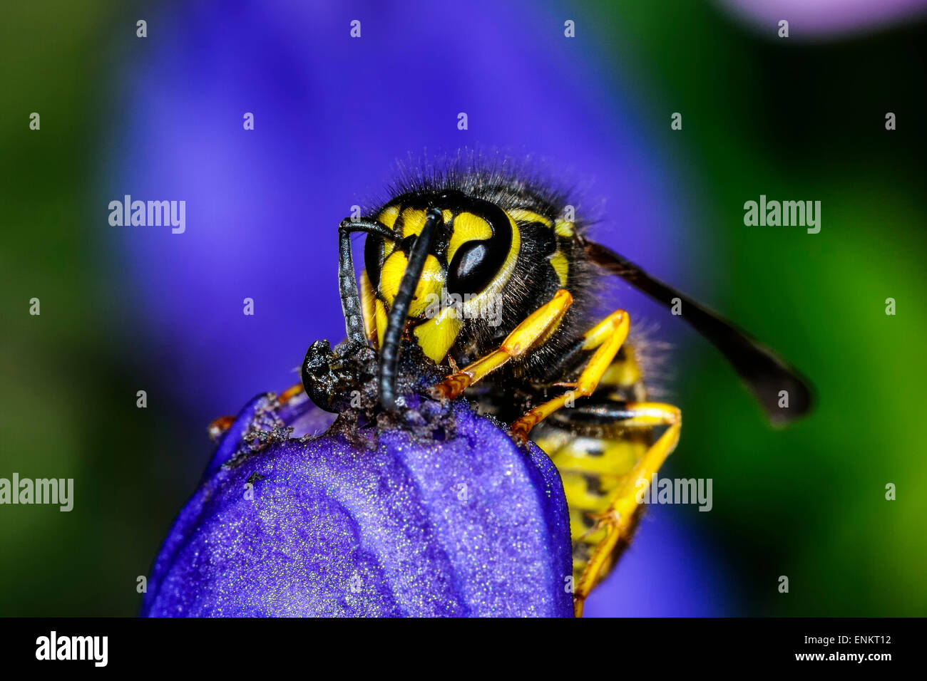 Guêpe vespula germanica, allemand Banque D'Images