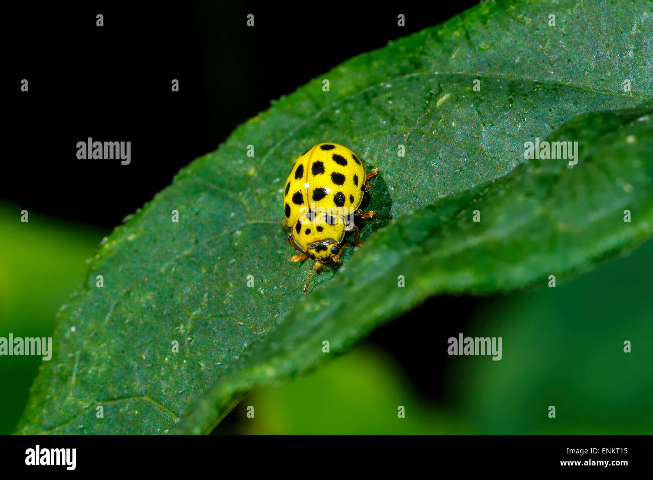 22-spot ladybird, psyllobora vigintiduopunctata Banque D'Images