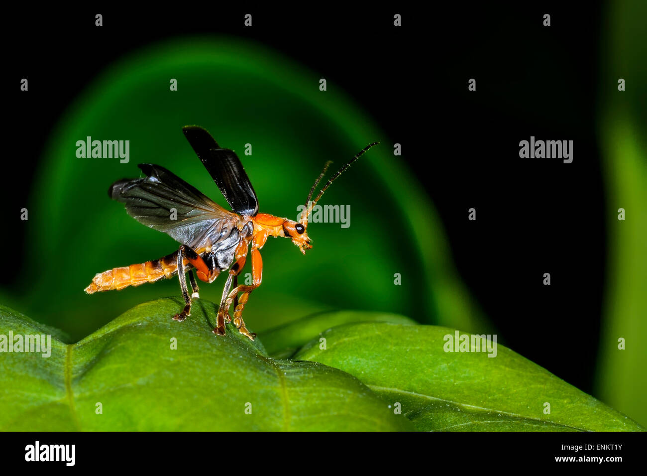 Cantharis pellucida Banque D'Images