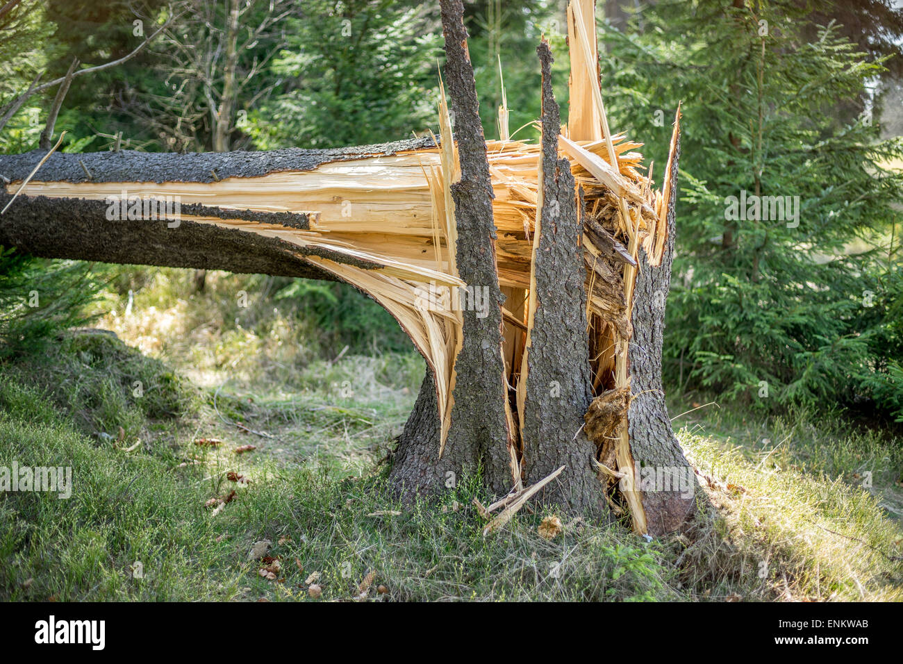 Vieux tronc d'arbre brisé l'épinette Banque D'Images