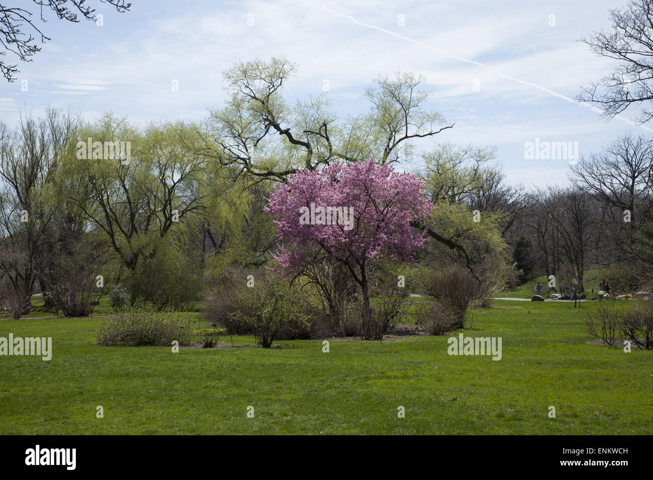 Flowering Cherry Tree au jardin botanique de Brooklyn, Brooklyn, New York. Banque D'Images