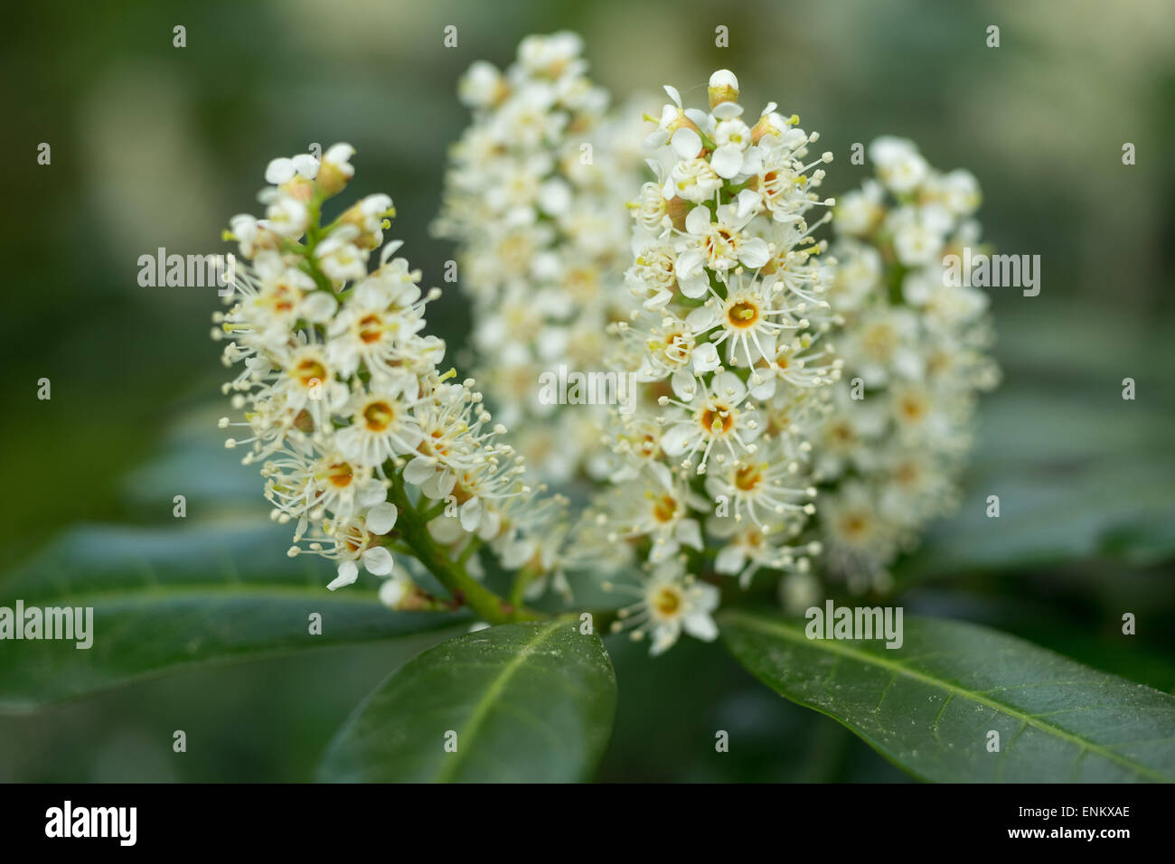 Cherry laurel blanc de printemps blossom Prunus laurocerasus Banque D'Images