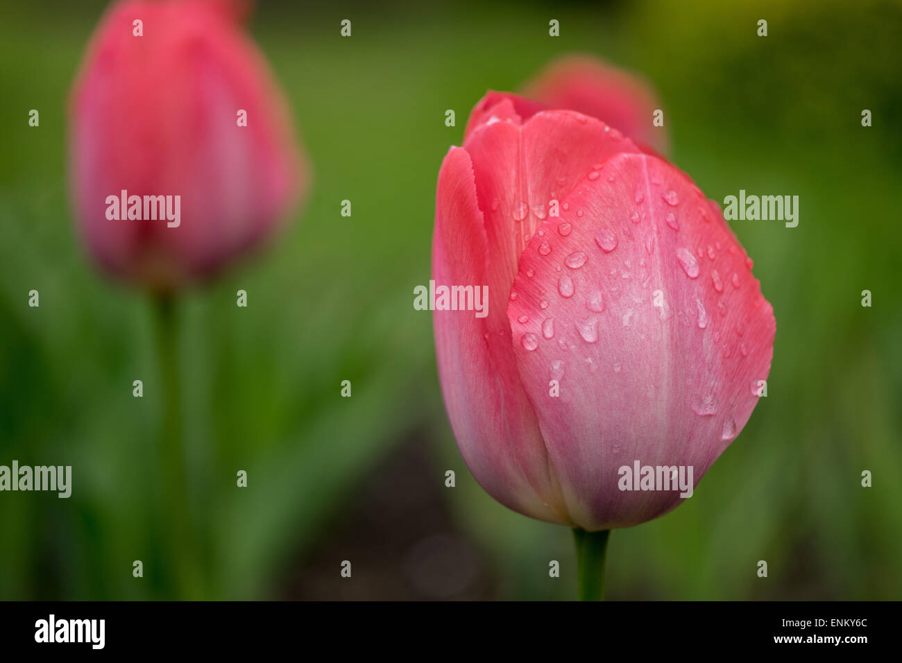 Tulipe rouge avec des gouttes de pluie sur les pétales close up Banque D'Images