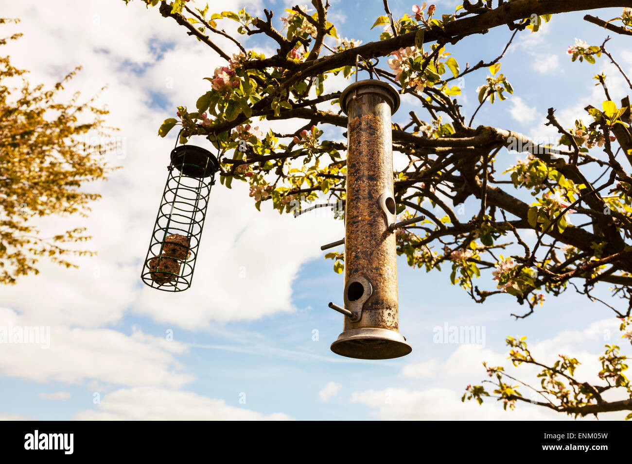 Boules de graisse mangeoires Mangeoire oiseaux alimentation accroché sur l'alimentation de la faune apple tree Banque D'Images