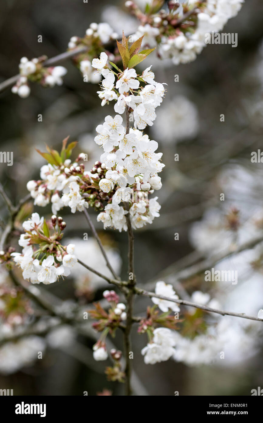 Prunus avium, arbre à feuilles caduques, communément appelé de cerise sauvage, cerise, cerise, oiseau ou gean. Printemps en fleurs Banque D'Images