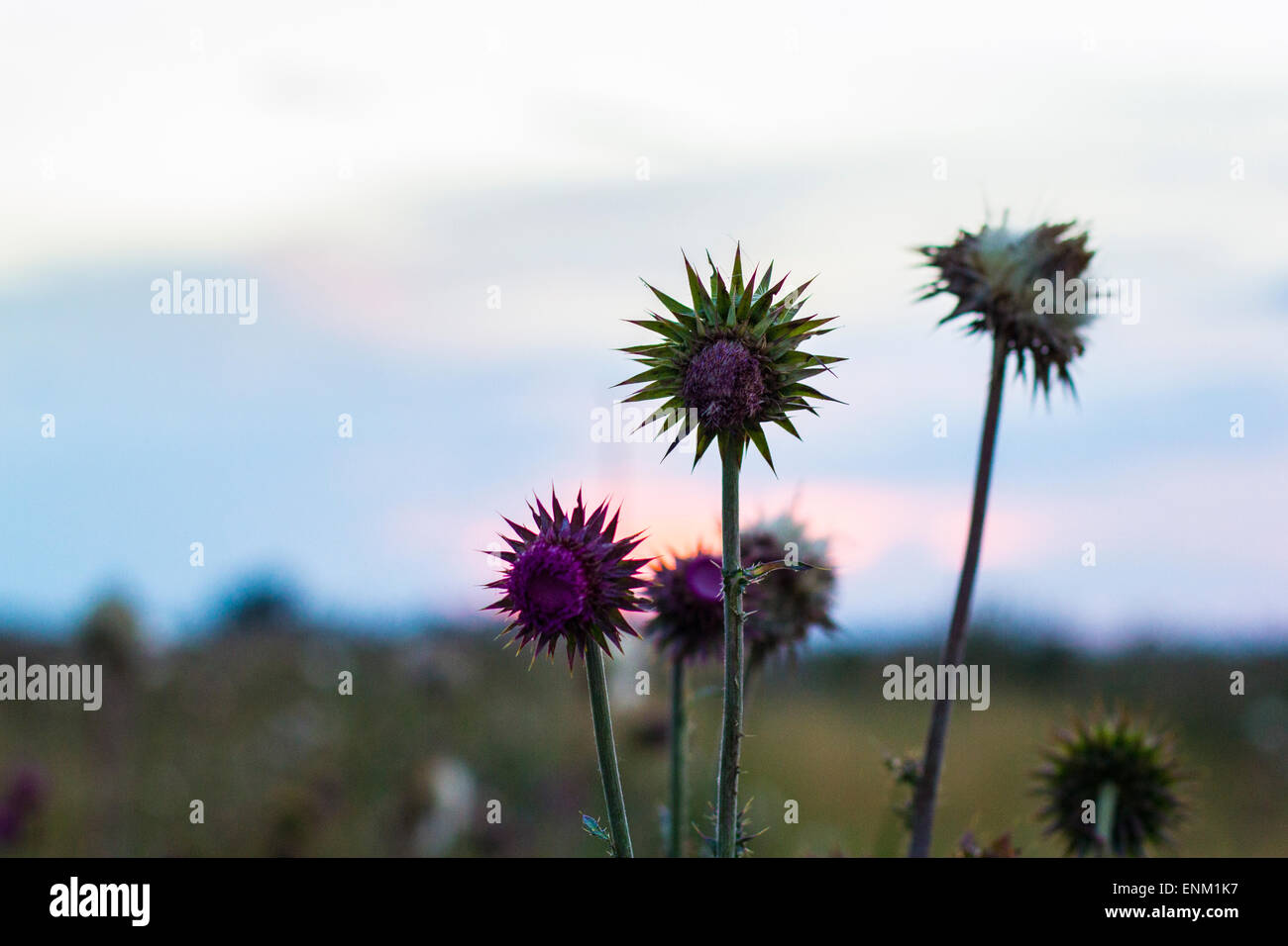 Les gousses des plantes Chardon Banque D'Images