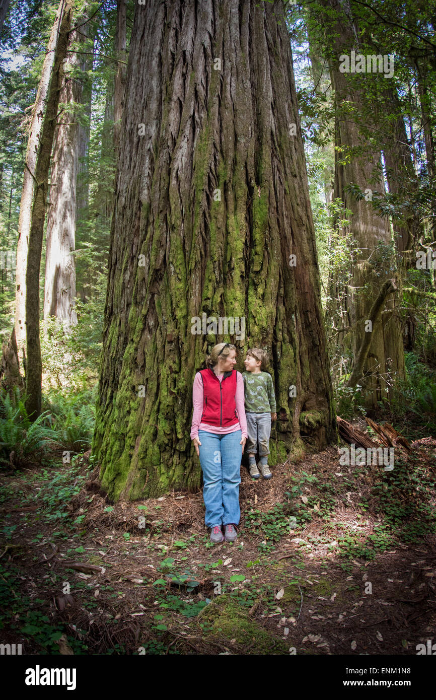 Mère et fils se regarder à la base d'énormes en séquoia Redwood National Park, en Californie. Banque D'Images