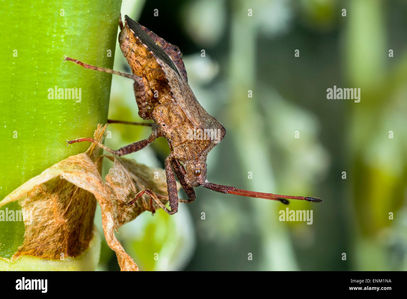 Feuille dock bug, coreus marginatus Banque D'Images