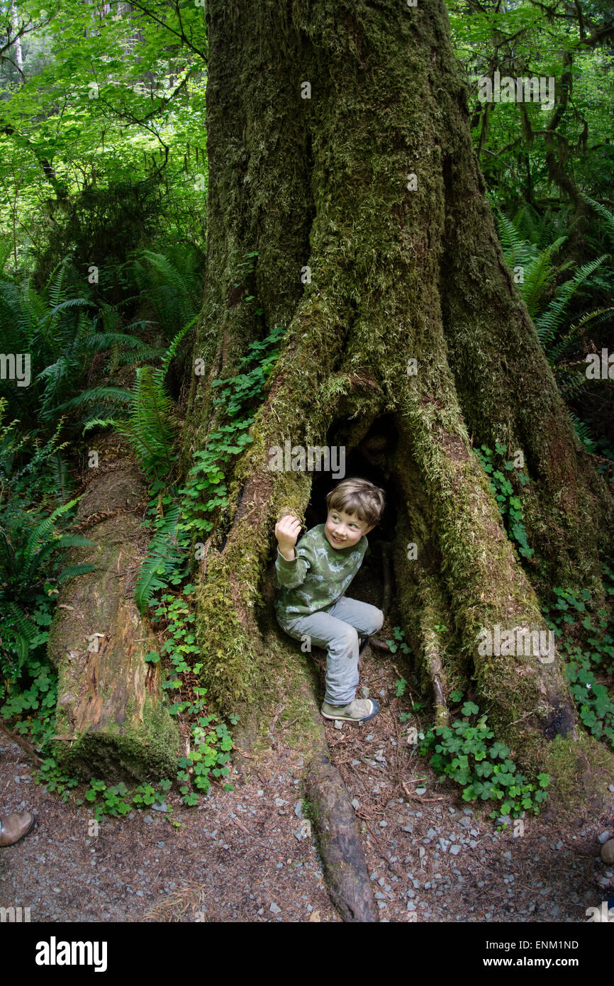 Bébé garçon pairs hors de trou noir à Redwood Tree Trunk, Redwood National Park, en Californie. Banque D'Images