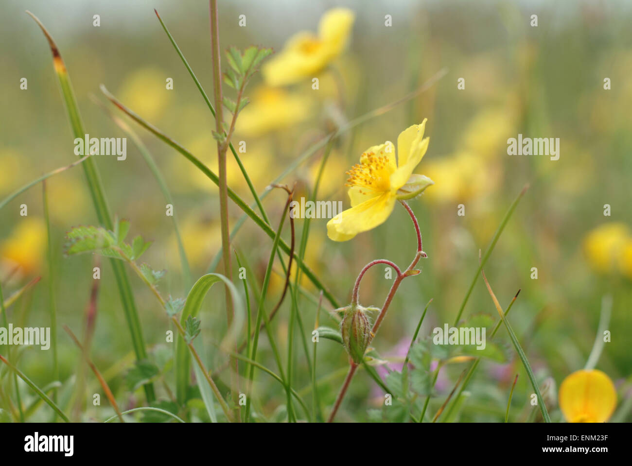 Vue macro de fleurs sauvages roses rock jaune au niveau de l'oeil sur les landes de calcaire Banque D'Images