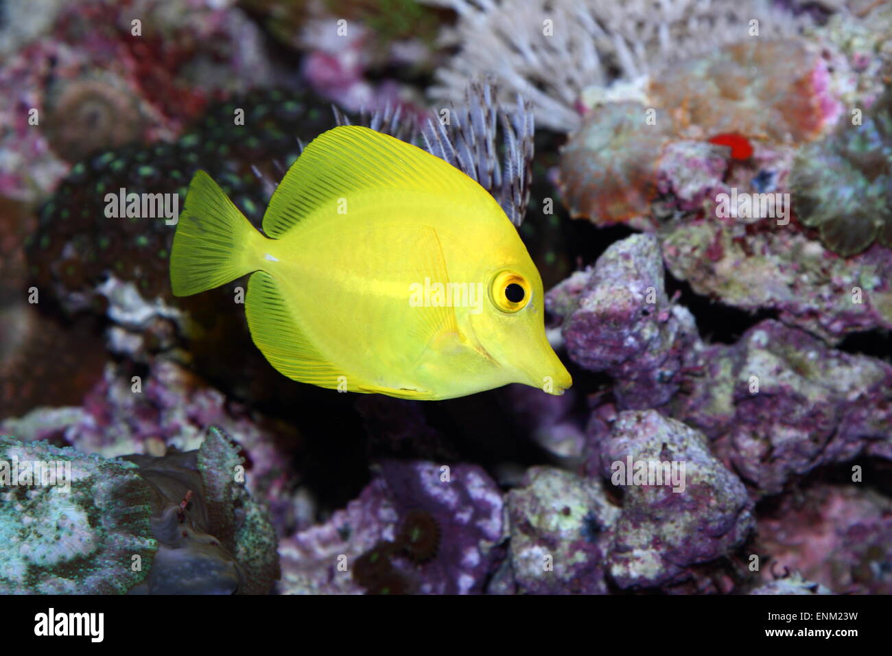 Poissons tropicaux colorés Banque de photographies et d’images à haute ...