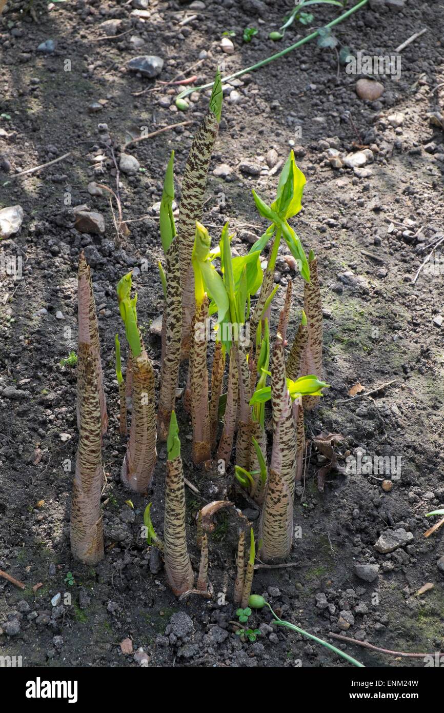 Dracunculus vulgaris - arum dragon, pousses et feuilles émergentes. Banque D'Images