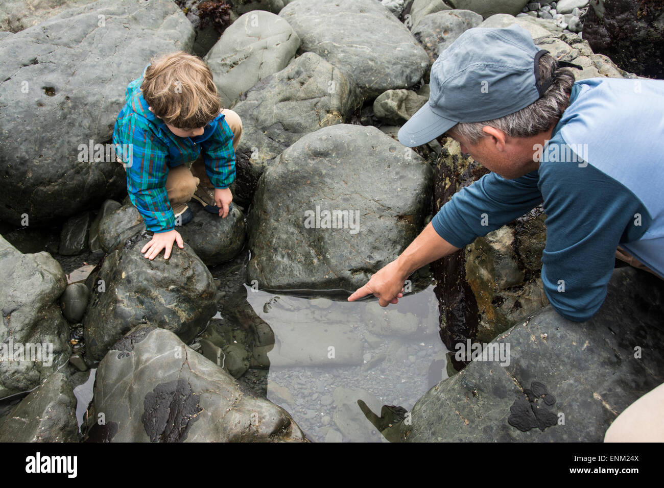 Père rappelle les créatures de la mer au petit garçon dans une cuvette rocheuse à Patrick's Point State Park, Californie. Banque D'Images