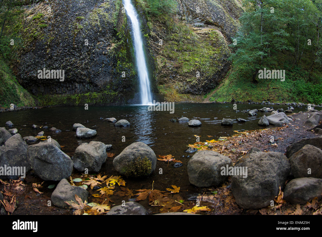 La prêle Falls et la mousse paroi du canyon avec les feuilles d'automne sur le rivage, Columbia Gorge, Oregon. Banque D'Images