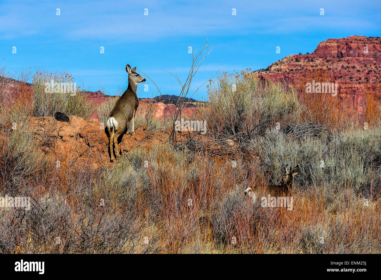 Le cerf mulet quelque part près de Bryce, ut Banque D'Images