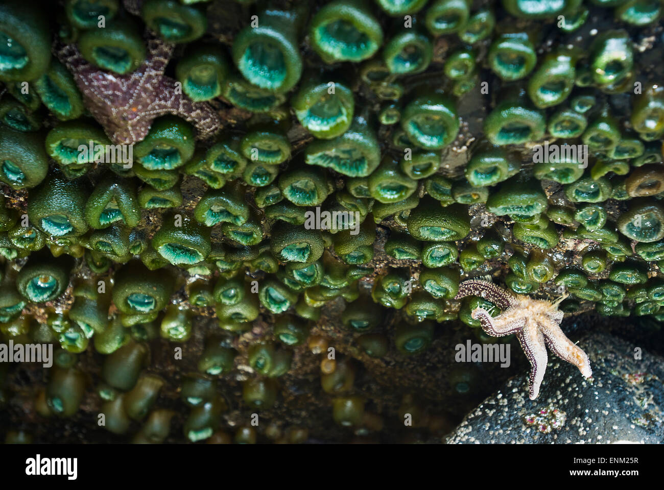 Sea Star accrochant sur mur d'Anemone avec un bras, Indian Beach, Oregon Banque D'Images