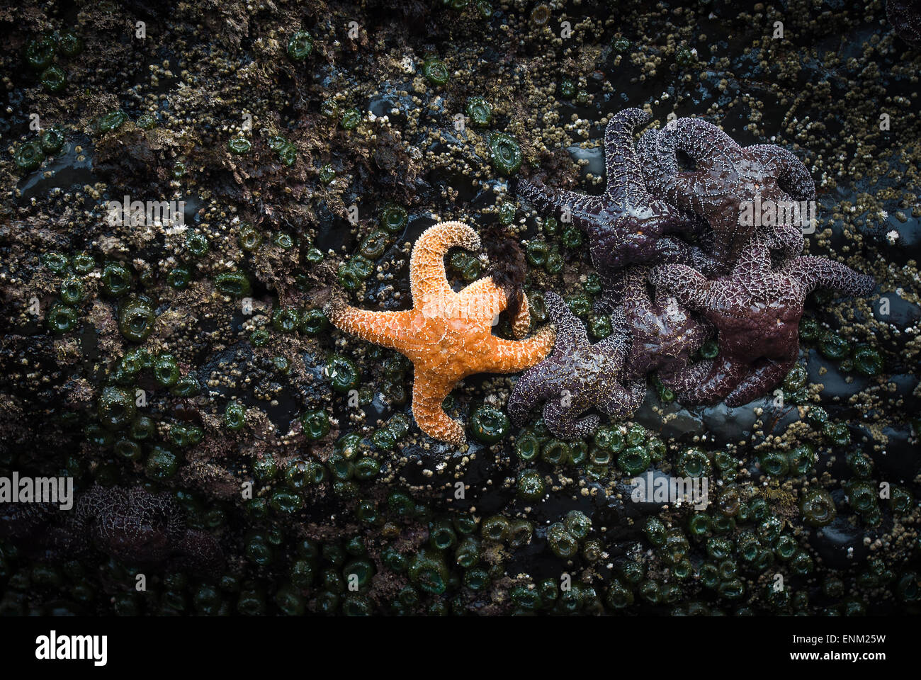 Étoile de mer orange à côté de groupe d'étoiles de mer pourpre, Indian Beach, Oregon Banque D'Images