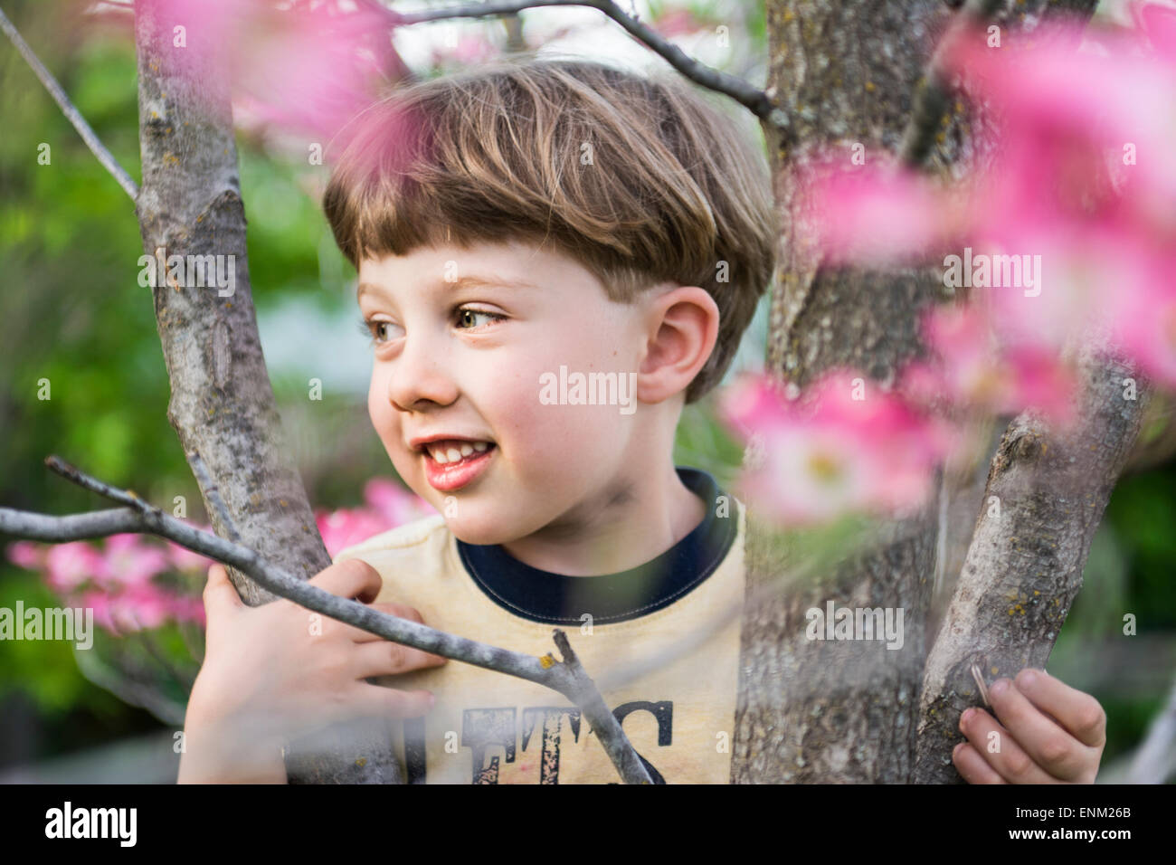 Bébé garçon sourit alors que l'escalade Dogwood arbre de printemps, Chico, Californie. Banque D'Images