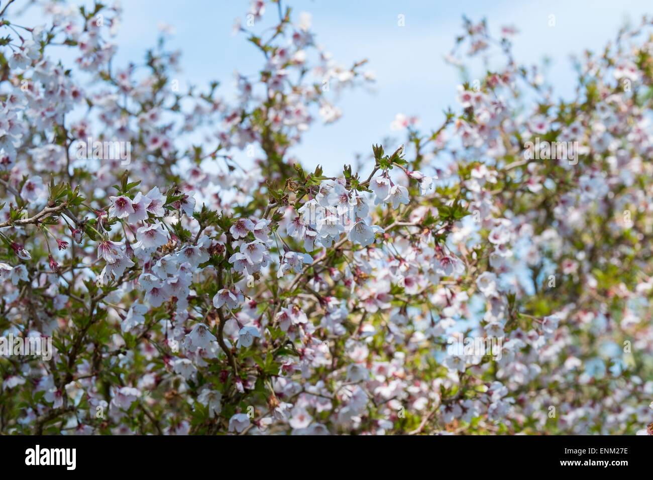 Prunus incisa 'Kojo-no-mai' en fleurs. Banque D'Images