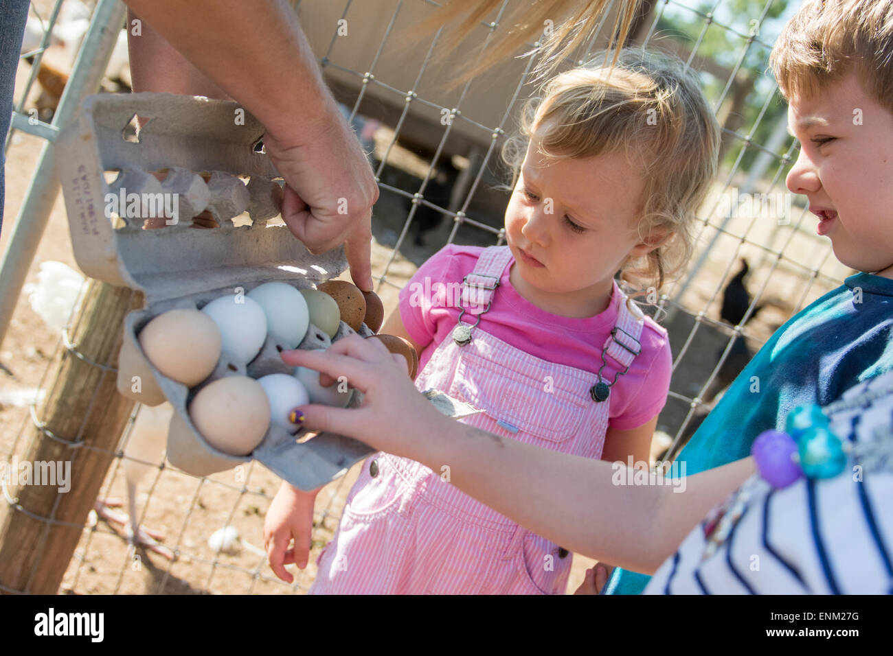 Bébé garçon et fille observer différents oeufs colorés à partir de la ferme locale dans des poules de Chico, Californie. Banque D'Images