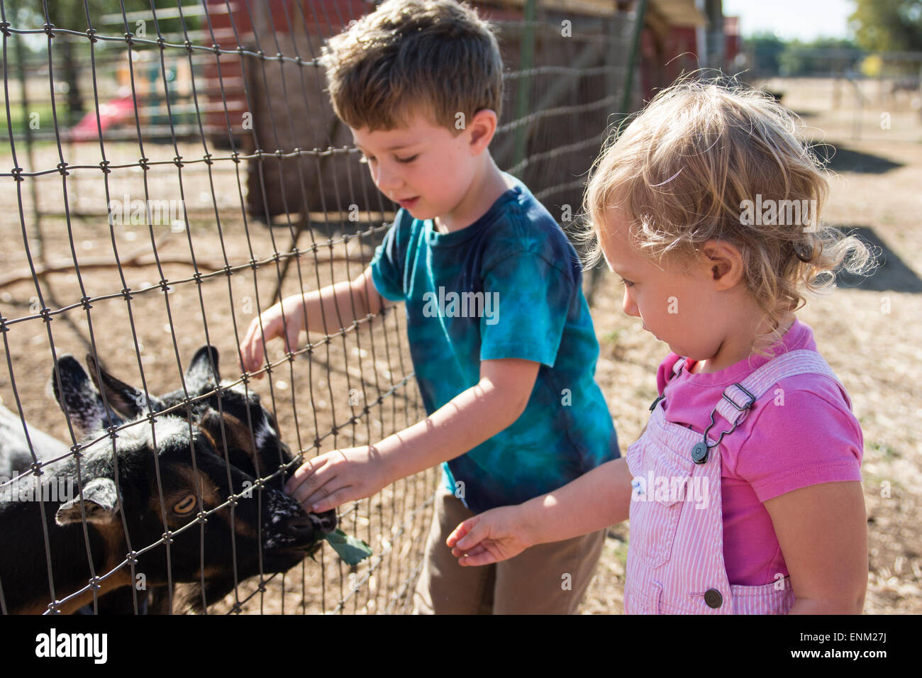 Bébé garçon et fille nourrir des chèvres sur batterie locale dans la région de Chico, Californie. Banque D'Images