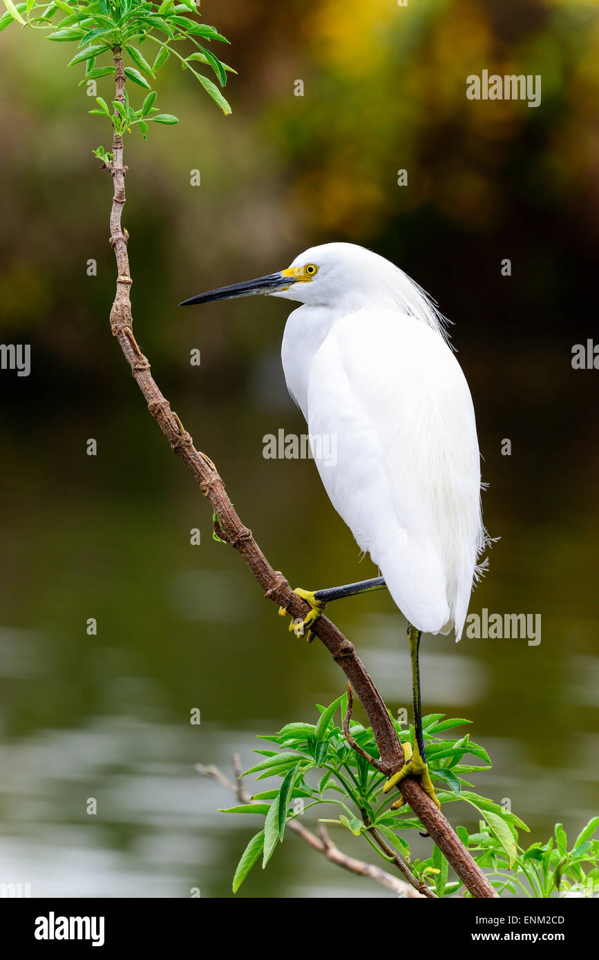Aigrette neigeuse Banque D'Images