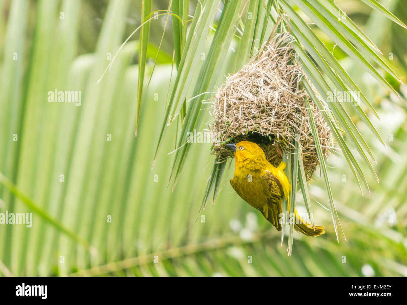 Weaver bird faisant home renovations Banque D'Images