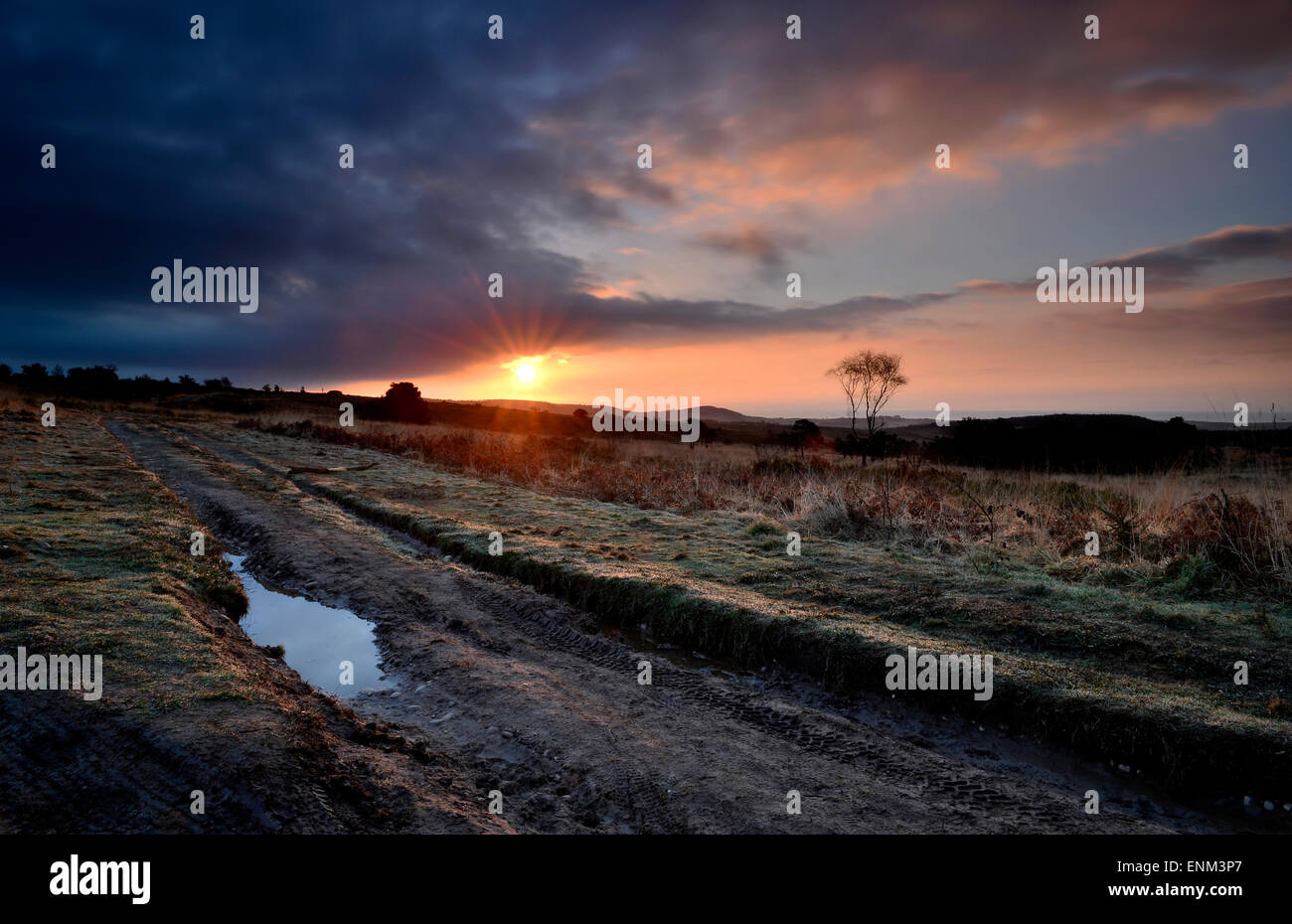 Woodbury Common, Devon, Sunrise, Paysage. Exmouth Banque D'Images