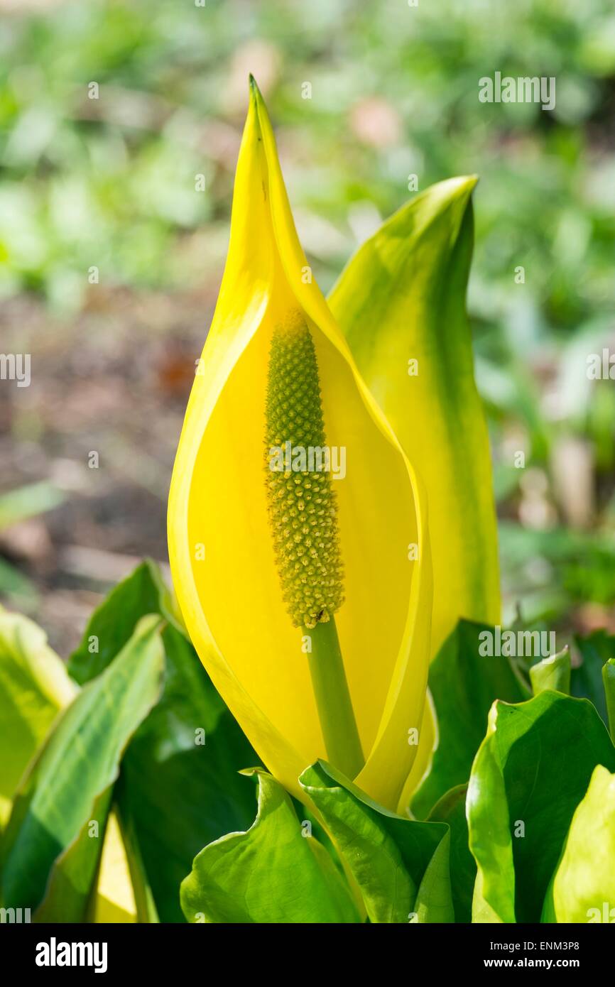 Choux - Lysichiton americanus. Banque D'Images