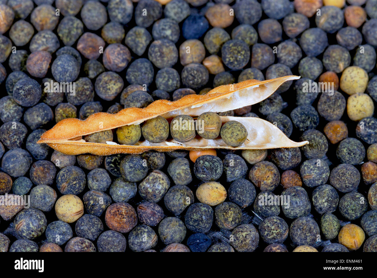 Graines de plantes Banque D'Images