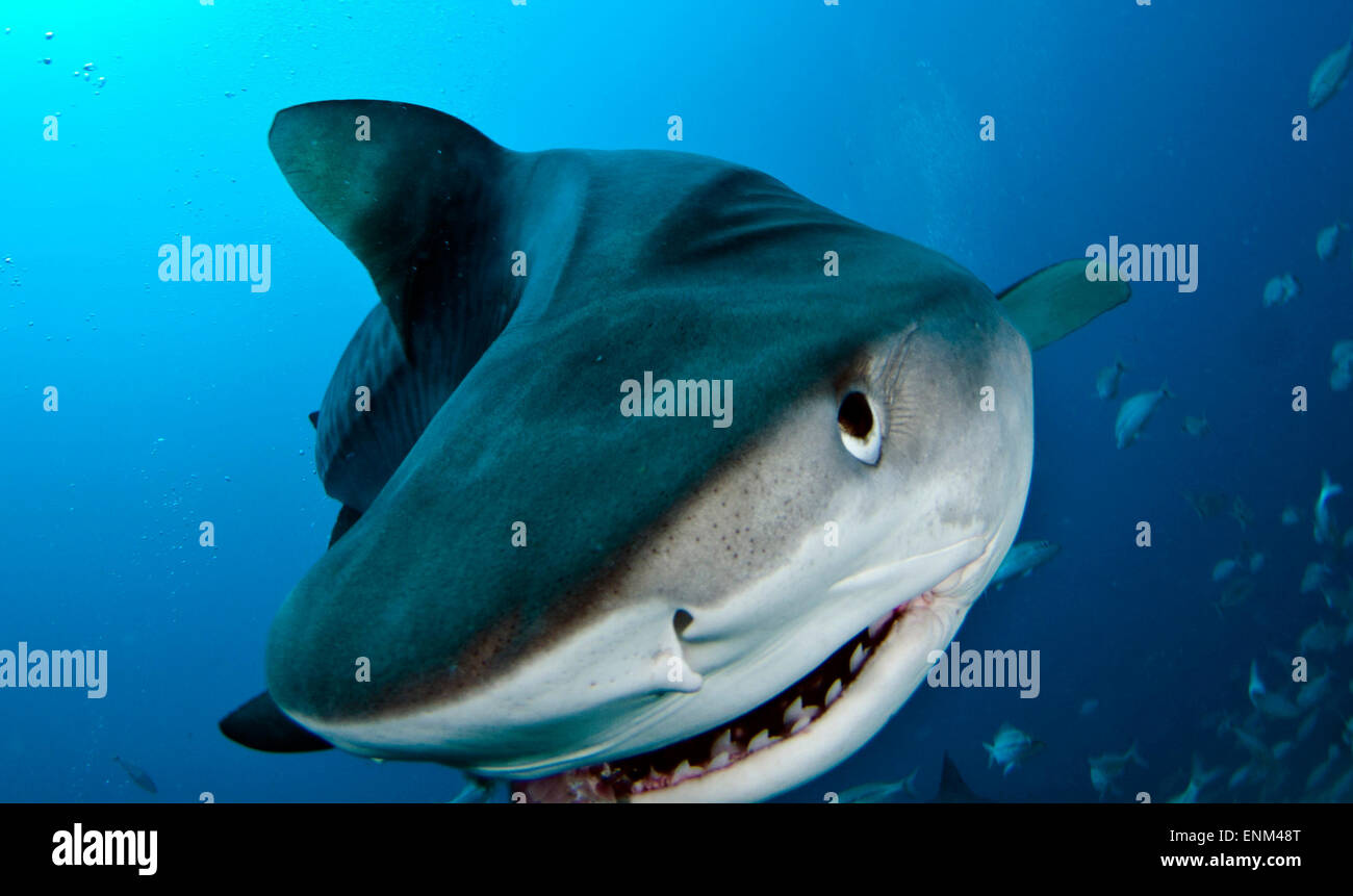 Un requin tigre nage à l'appareil photo au large de Jupiter, en Floride Banque D'Images
