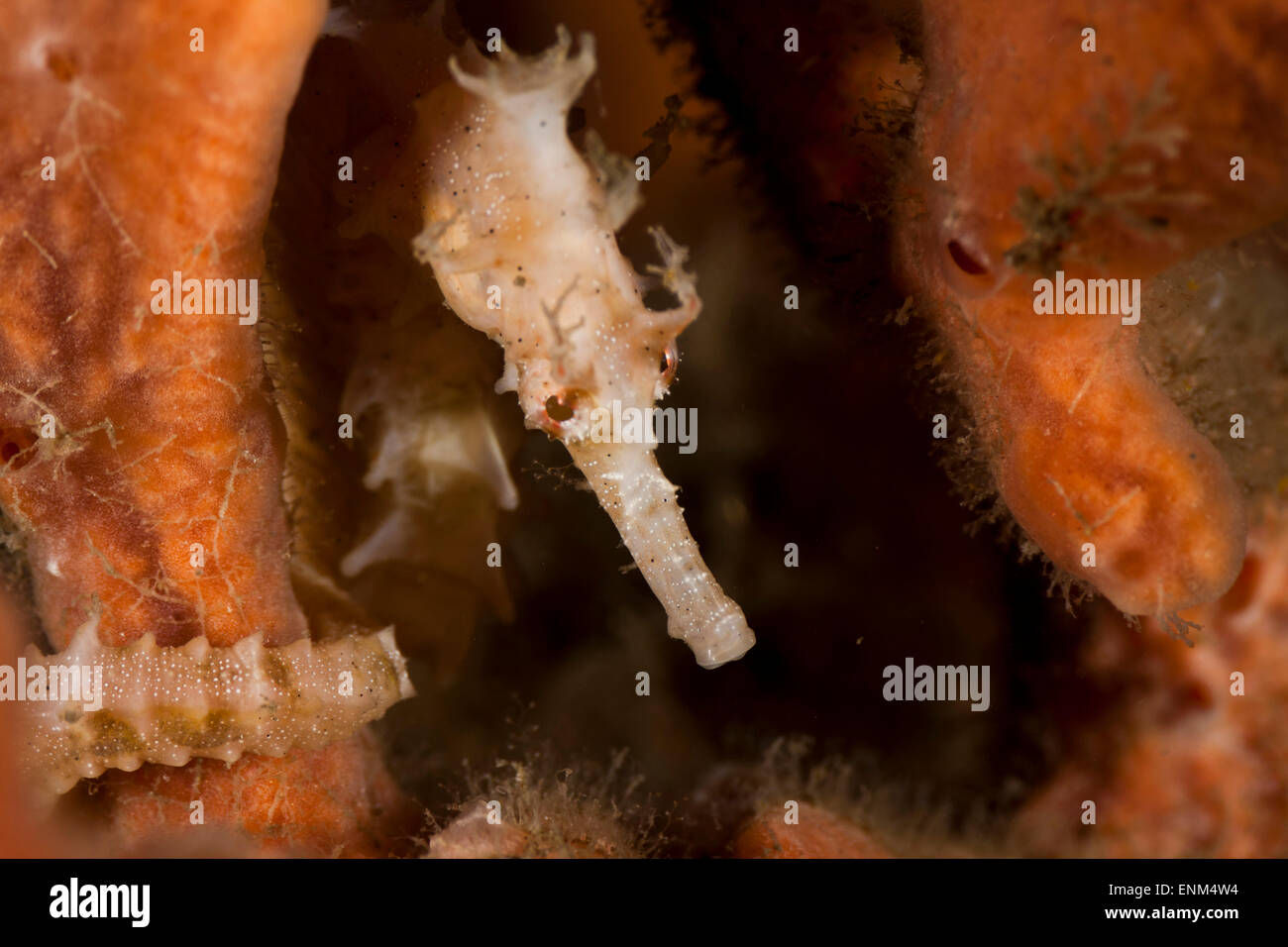 Un mélange d'hippocampes dans contre une éponge sous le pont Blue Heron au Riviera Beach, en Floride. Banque D'Images