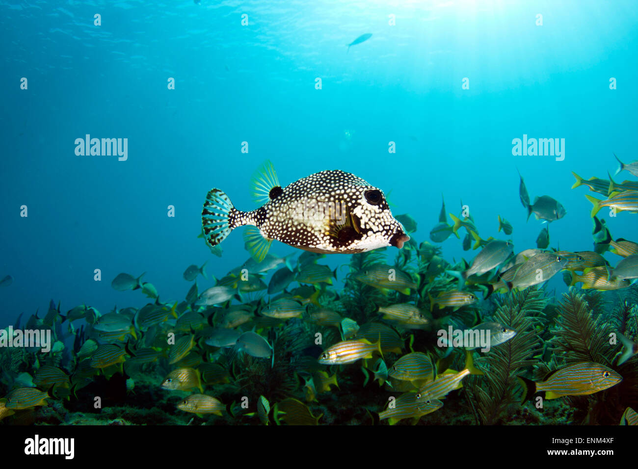 Une surface lisse (Lactophrys triqueter) trunkfish nage à travers une école de grunts dans une forêt de coraux mous Banque D'Images