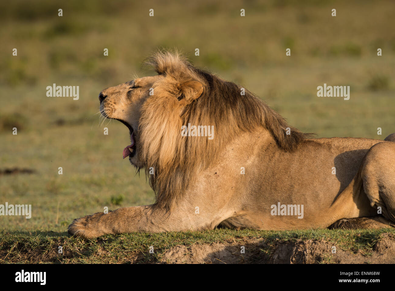 Lion mâle du bâillement, Tanzanie Banque D'Images