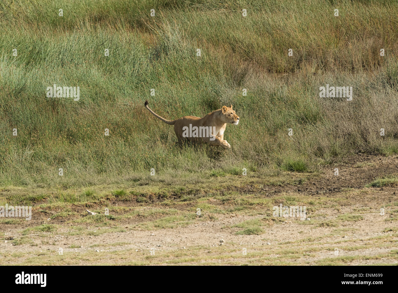 Lionne, chasse, Tanzanie. Ndutu Banque D'Images