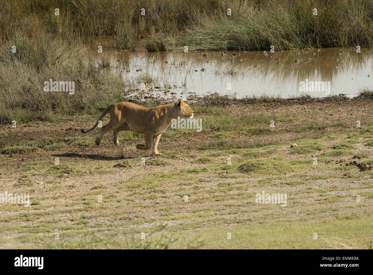 Lionne, chasse, Tanzanie. Ndutu Banque D'Images