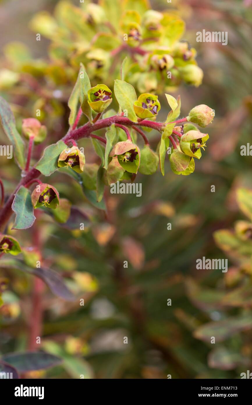 Euphorbia 'Ascot rainbow', Banque D'Images