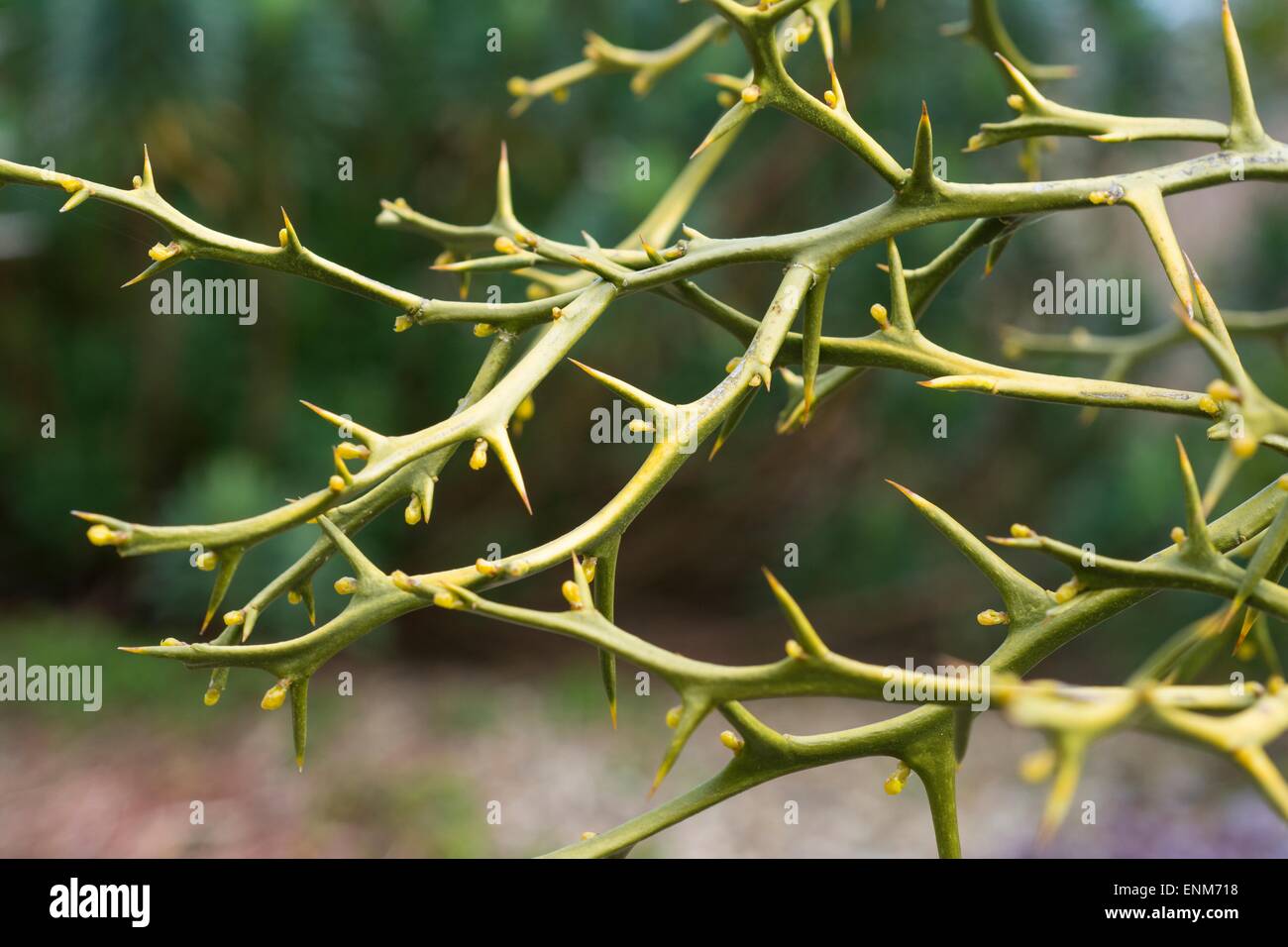 Poncirus trifoliata Banque D'Images