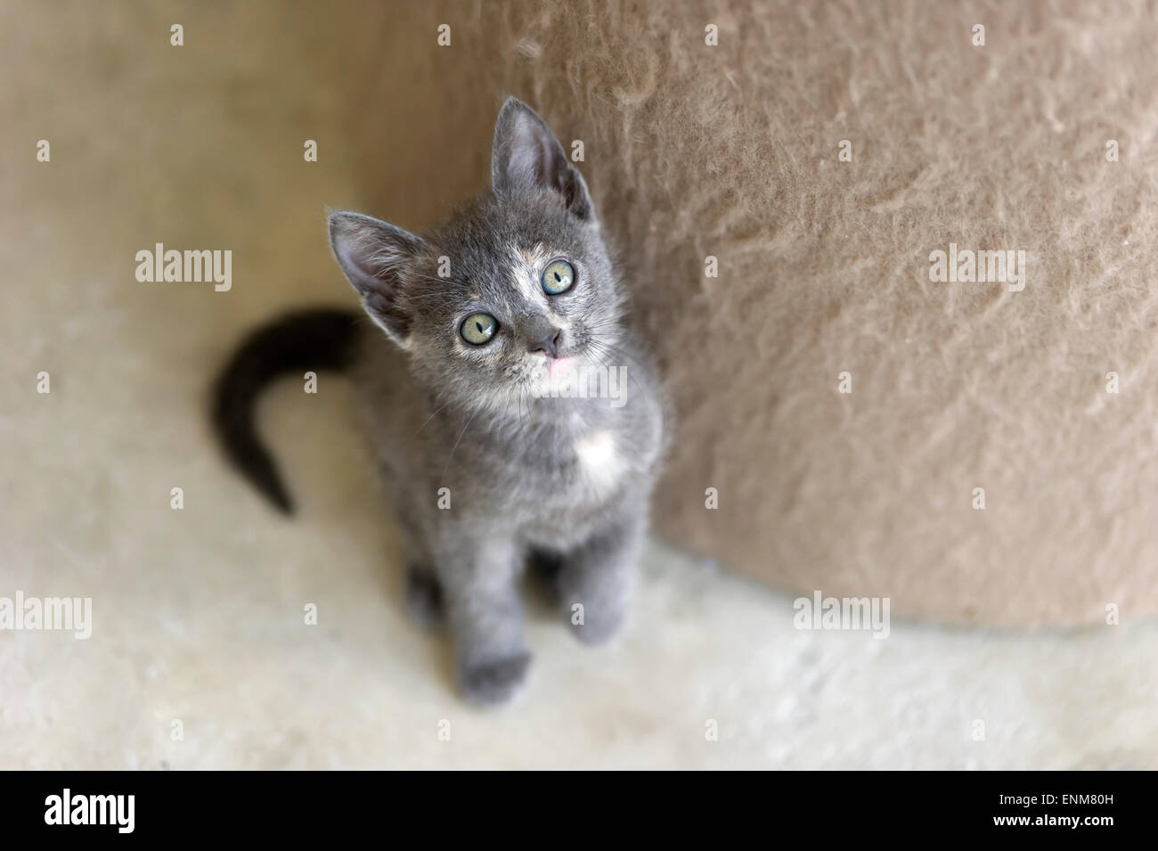 Un Mignon Chaton Gris Aux Yeux Verts Est De La Recherche Photo Stock Alamy Un Mignon Chaton Gris Aux Yeux Verts Est De La Recherche Photo Stock Alamy