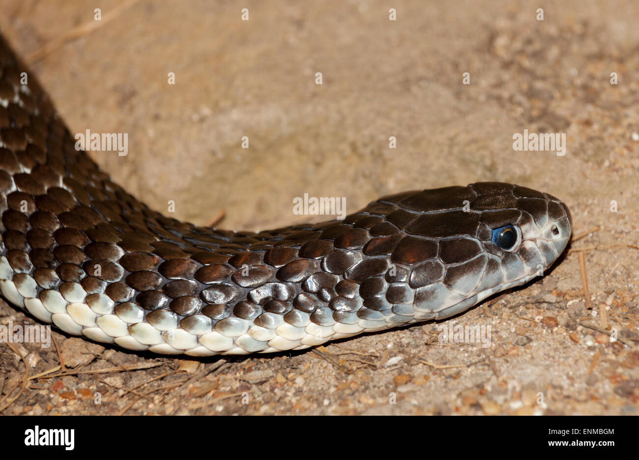 Serpent venimeux aux yeux bleus Banque D'Images