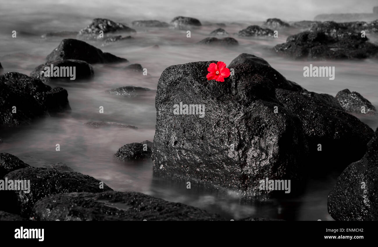 Une fleur jacinthe rouge contraste avec le noir et blanc d'une longue exposition de vagues déferlaient sur une plage rocheuse. Banque D'Images