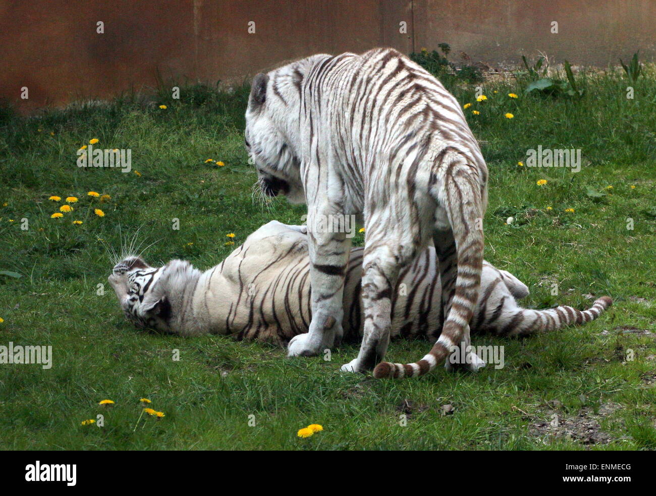 Mâles et femelles frétillants tigre du Bengale (Panthera tigris tigris) à Ouwehand Zoo, Rhenen, Pays-Bas Banque D'Images