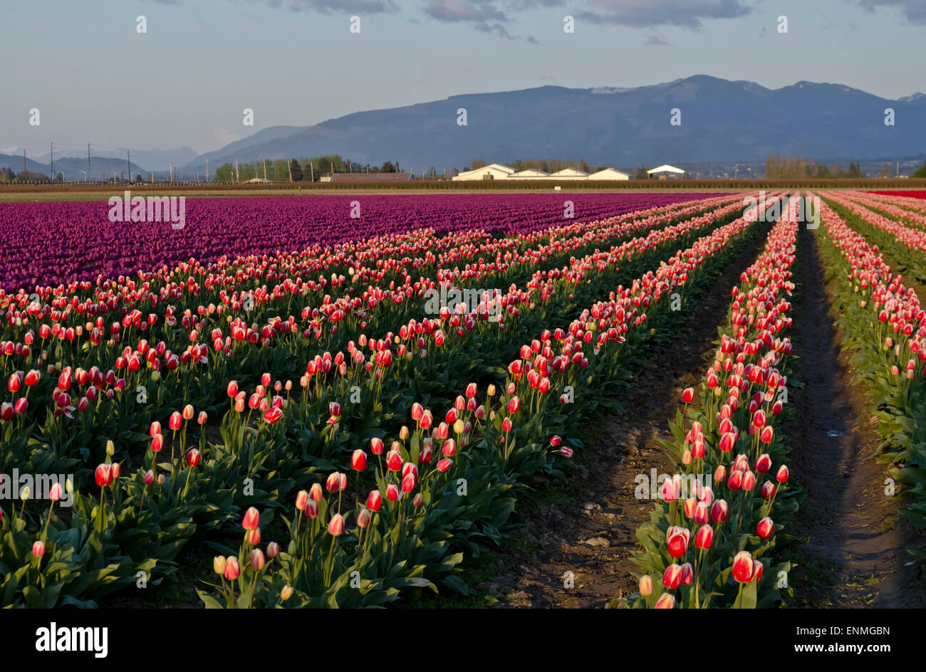 Magnifique champ de tulipes coloré ou champs près du coucher du soleil dans la vallée de Skagit, État de Washington, États-Unis au printemps. Banque D'Images